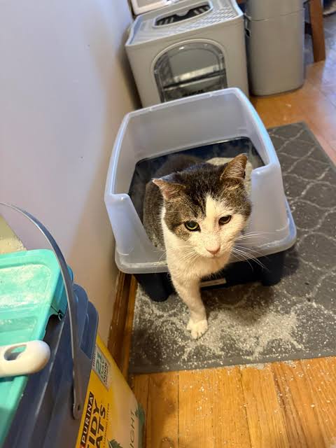 Reason 2: The litter falls off a step later
